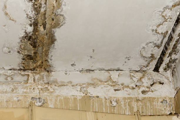 Why You Should Choose Our Mold Remediation Services in Shelton, NE